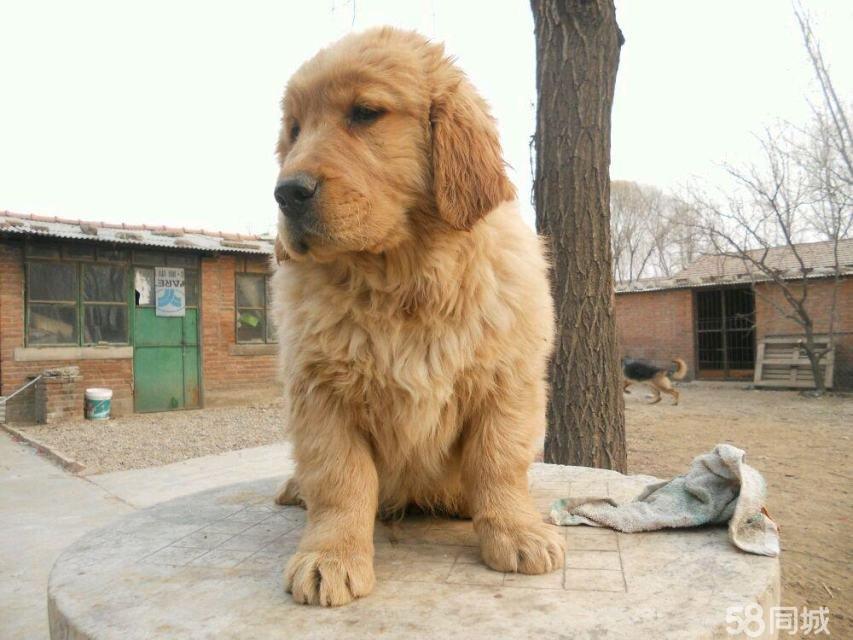 乖狗狗怎么:揭秘宠物护理人员的日常